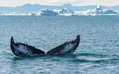 Inoubliable croisière de luxe en Arctique !