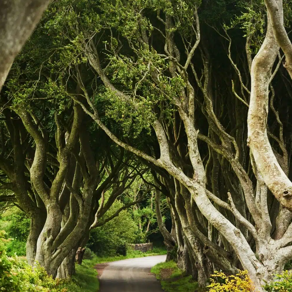 Les iles britanniques et la mythologie anglaise
