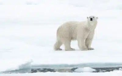 The wildlife of Spitsbergen
