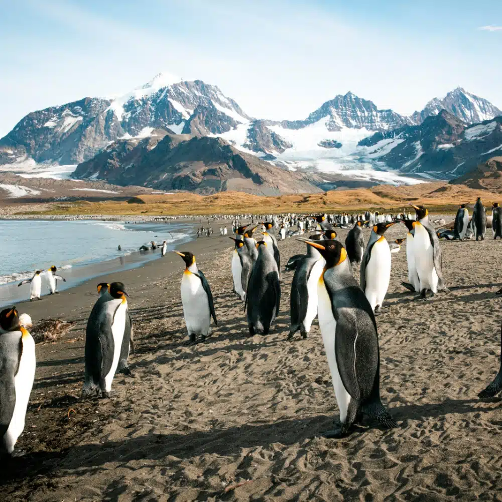 manchots royaux îles Falkland