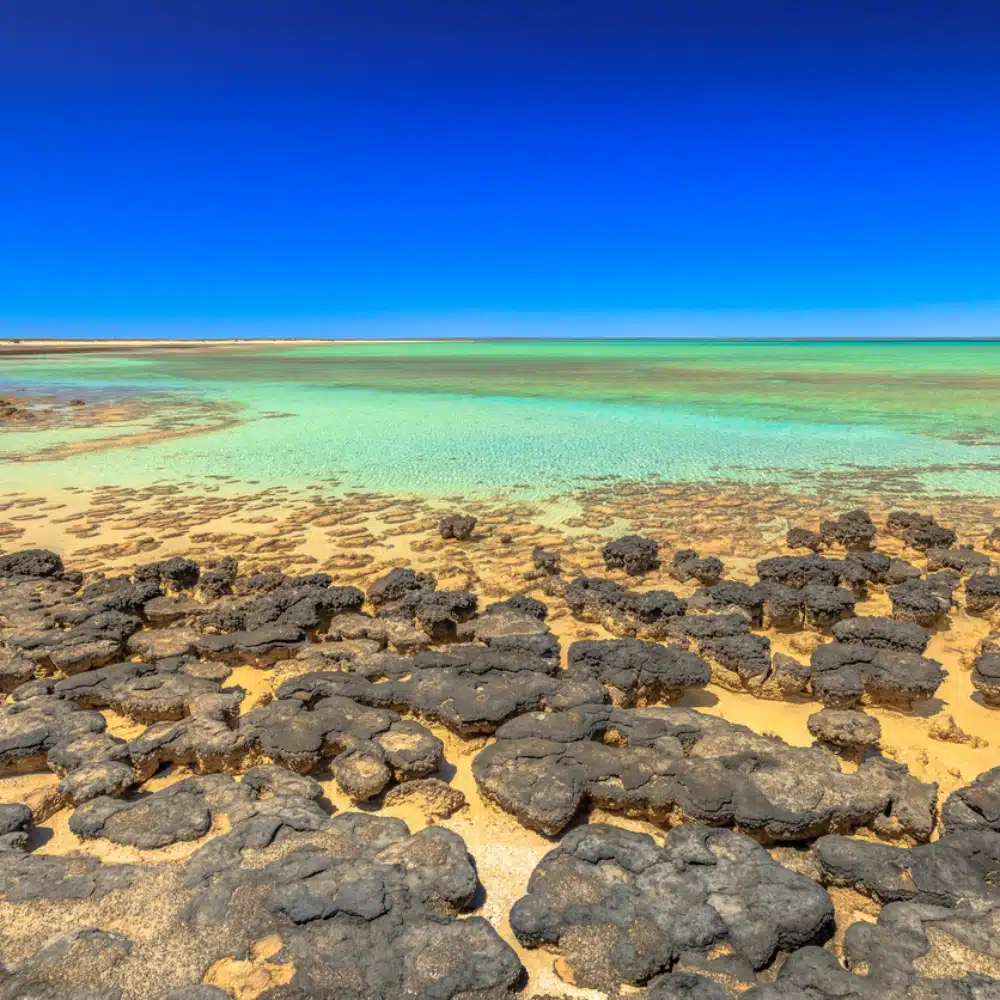 Stromatolites Hamelin Pool Australie