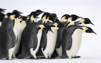 7 species of penguins to observe in Antarctica