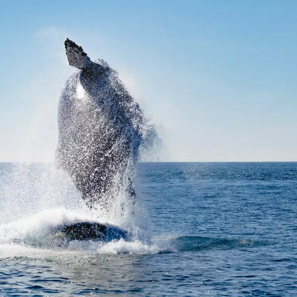 Cabo Pulmo en Basse-Californie