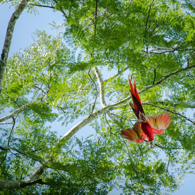 macaw bird in costa rica