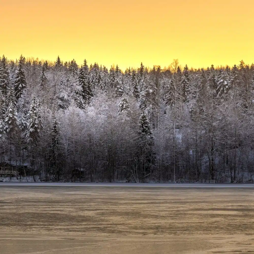 forêt enneigée scandinavie