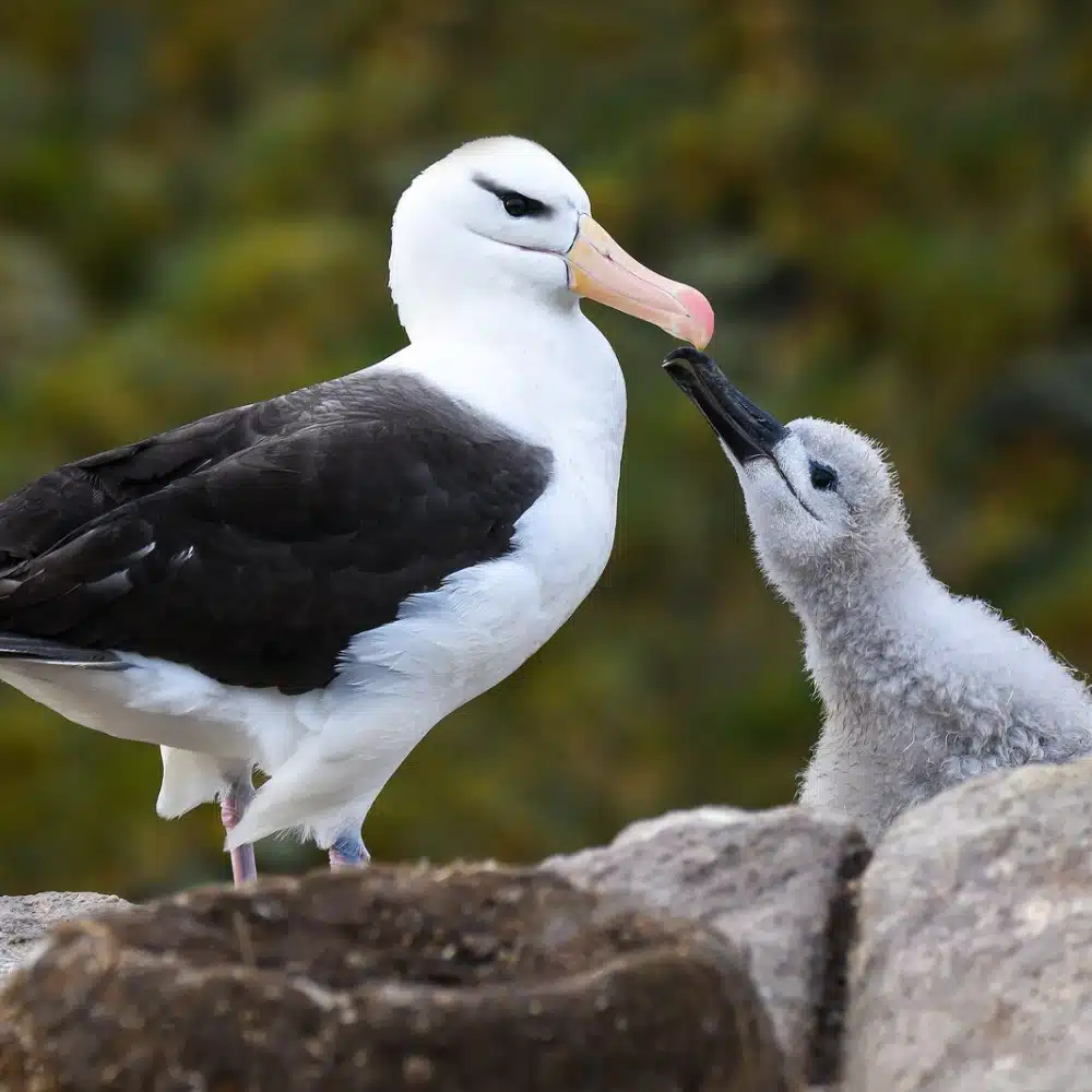 albatros sourcils noirs Îles Malouines