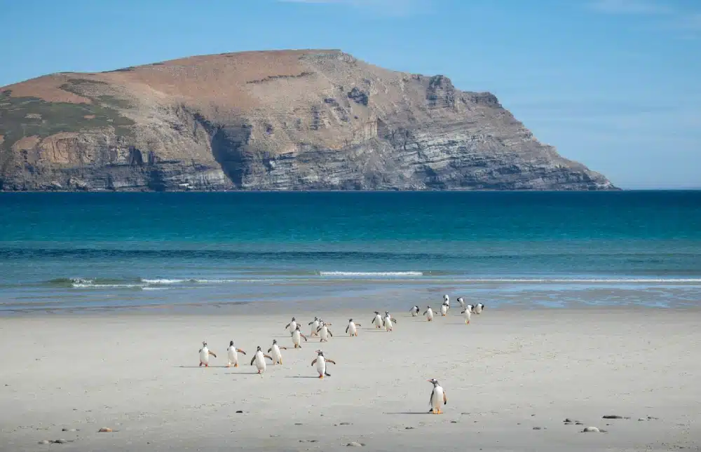 îles Malouines