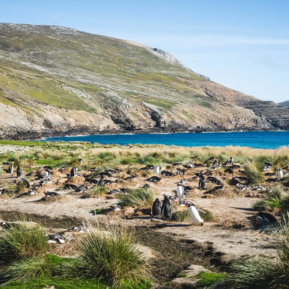 iles-subantarctiques Manchots royaux en Géorgie du Sud, îles subantarctiques