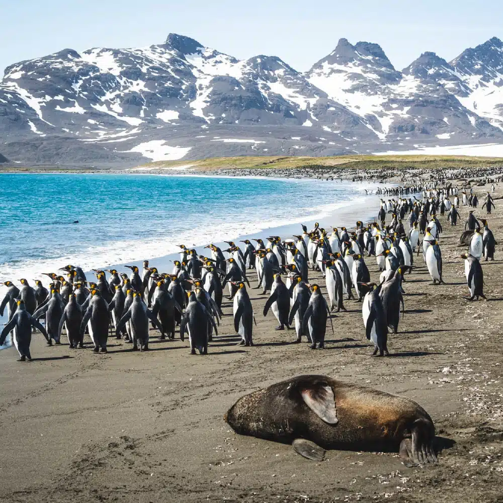 iles-subantarctiques manchots royaux Géorgie du Sud Antarctique
