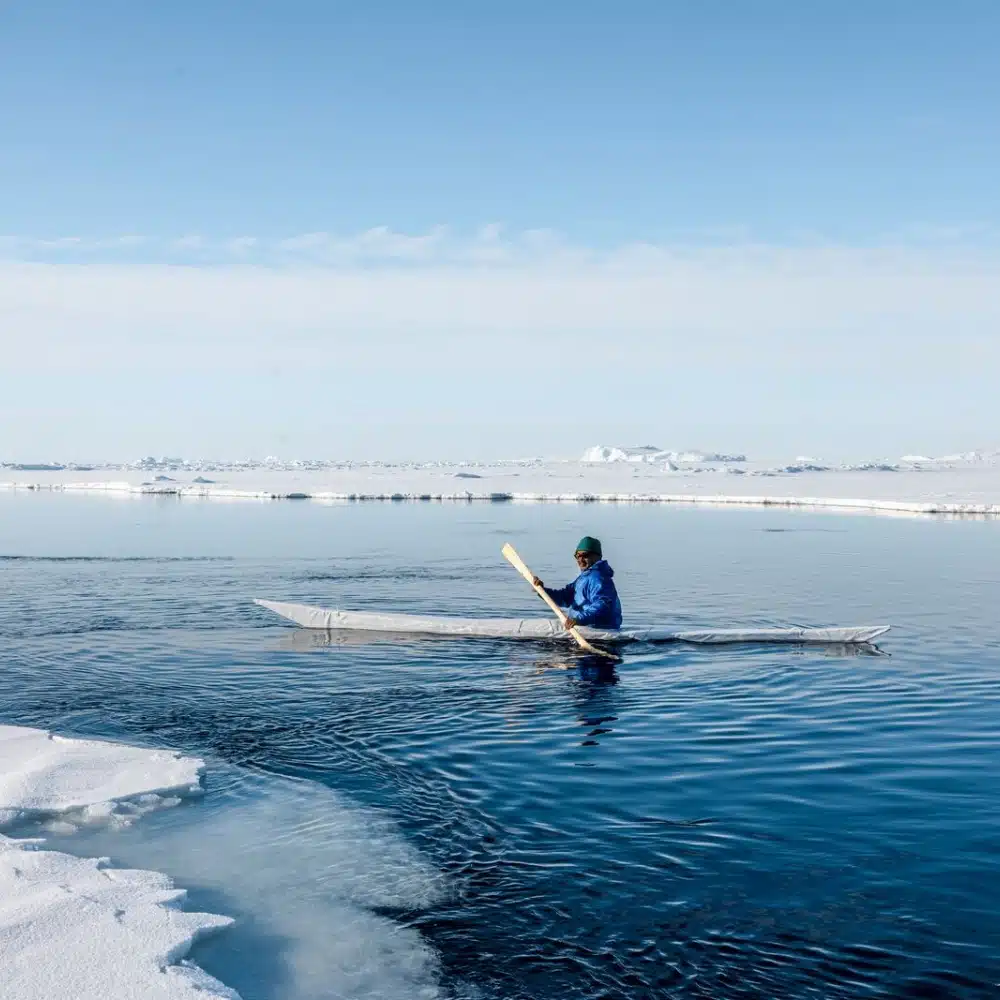 Le narval, la licorne de l’Arctique