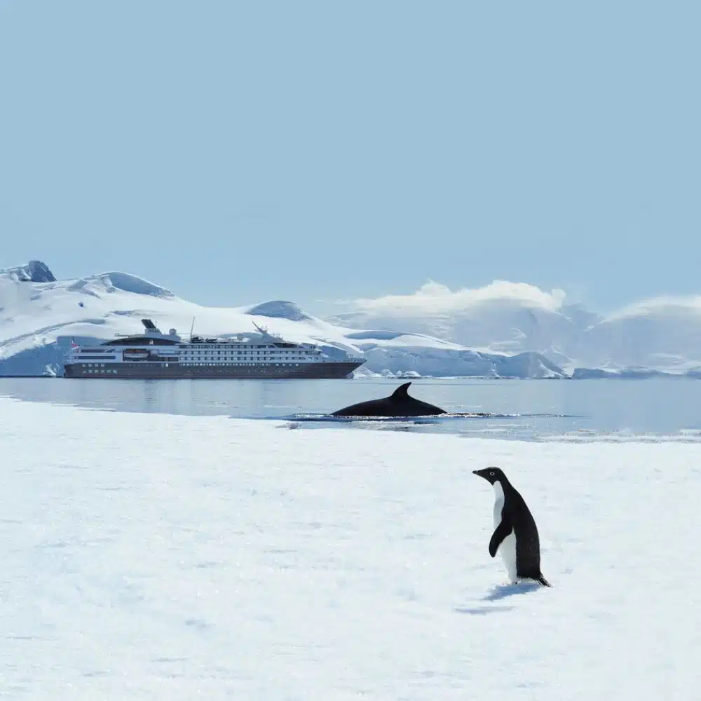 Manchots royaux en Géorgie du Sud, îles subantarctiques
