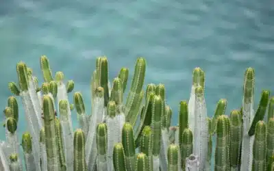 Les Canaries, Madère et le Cap-Vert