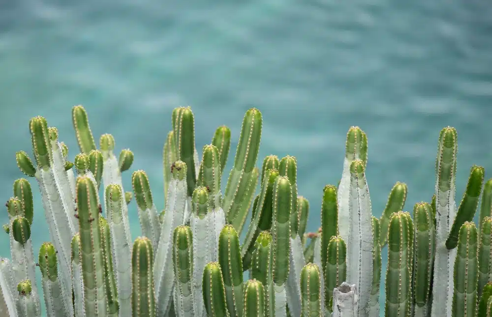 Canaries, Madère, Cap-Vert