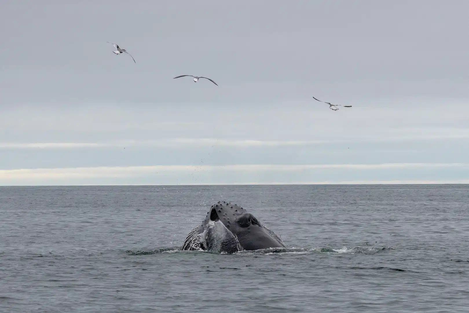 Baleine à bosse