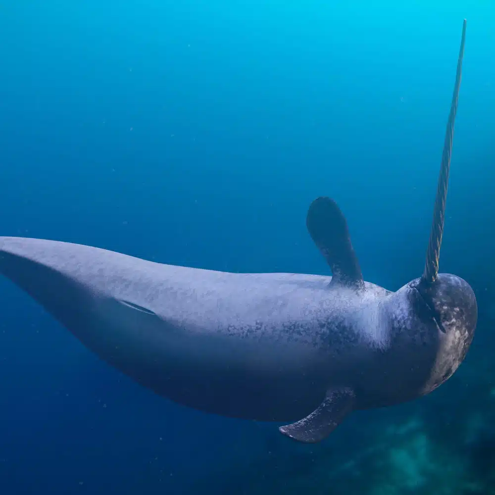 Le narval, la licorne de l’Arctique