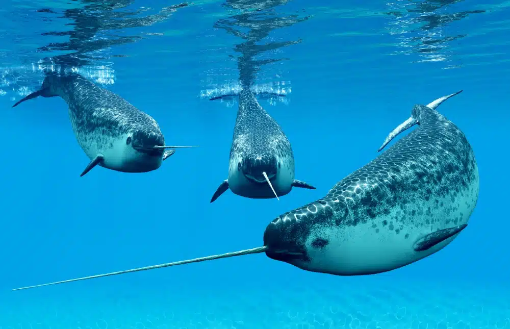 Tracking down the narwhal