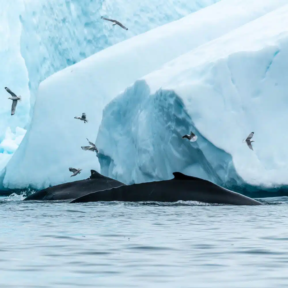 observation baleines Groenland