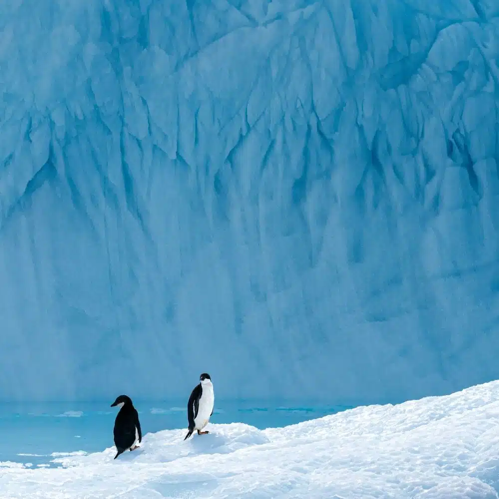 Manchots Adélie sur la glace en Antarctique