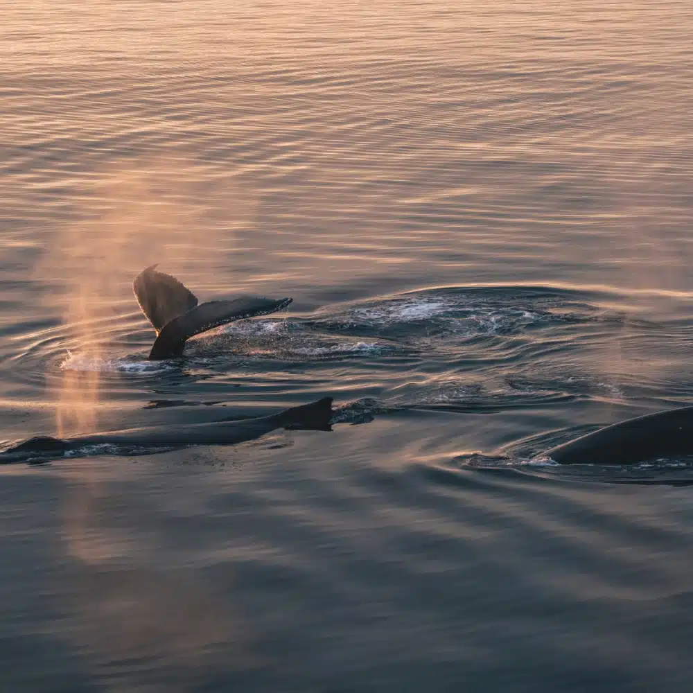 Baleine à bosse en Antarctique