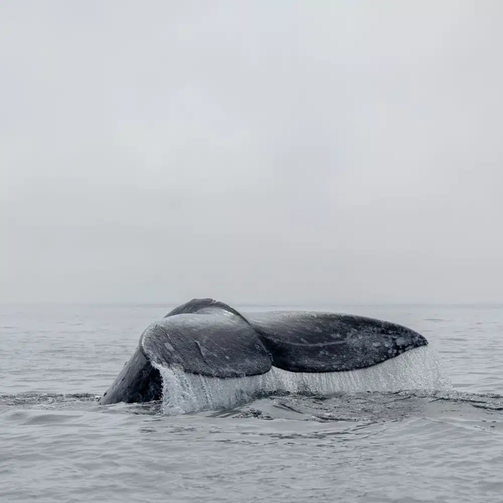 baleine grise en Basse-Californie au Mexique