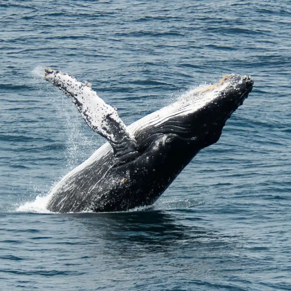 baleine à bosse au Canada