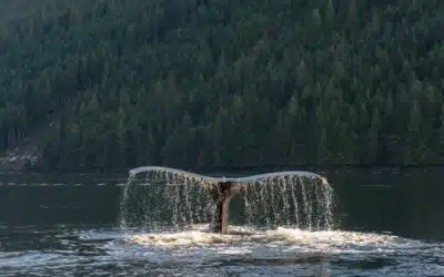 Where can I go whale watching in Canada?