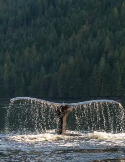 Où observer les baleines au Canada ?
