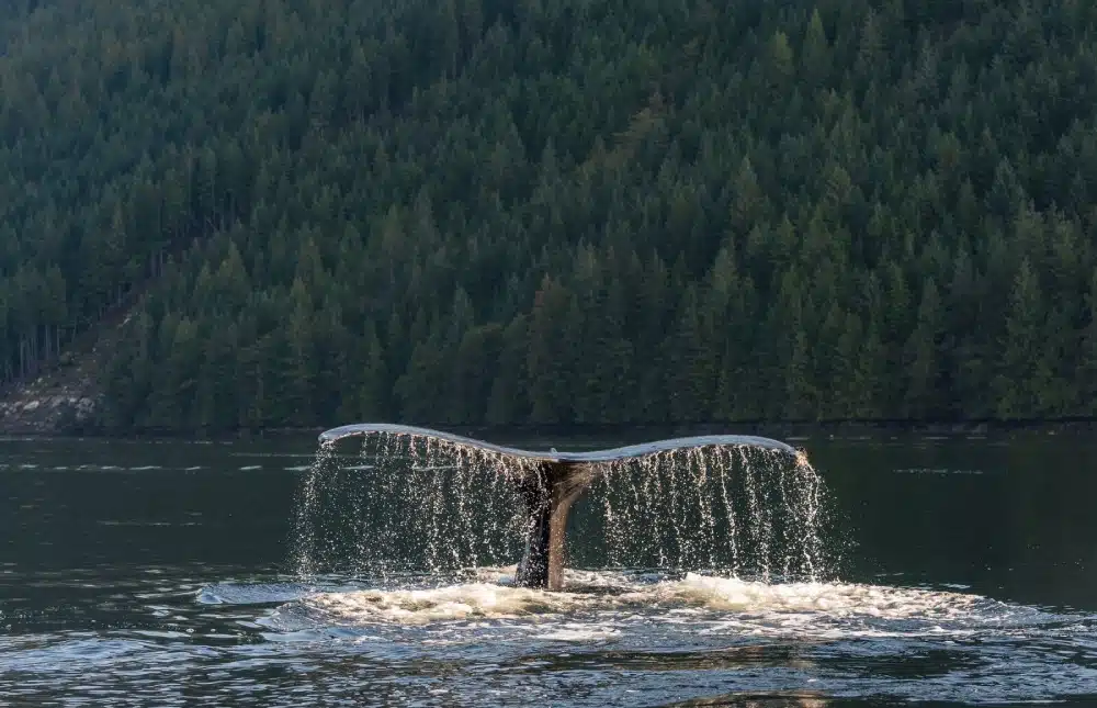 image-une baleine au Canada