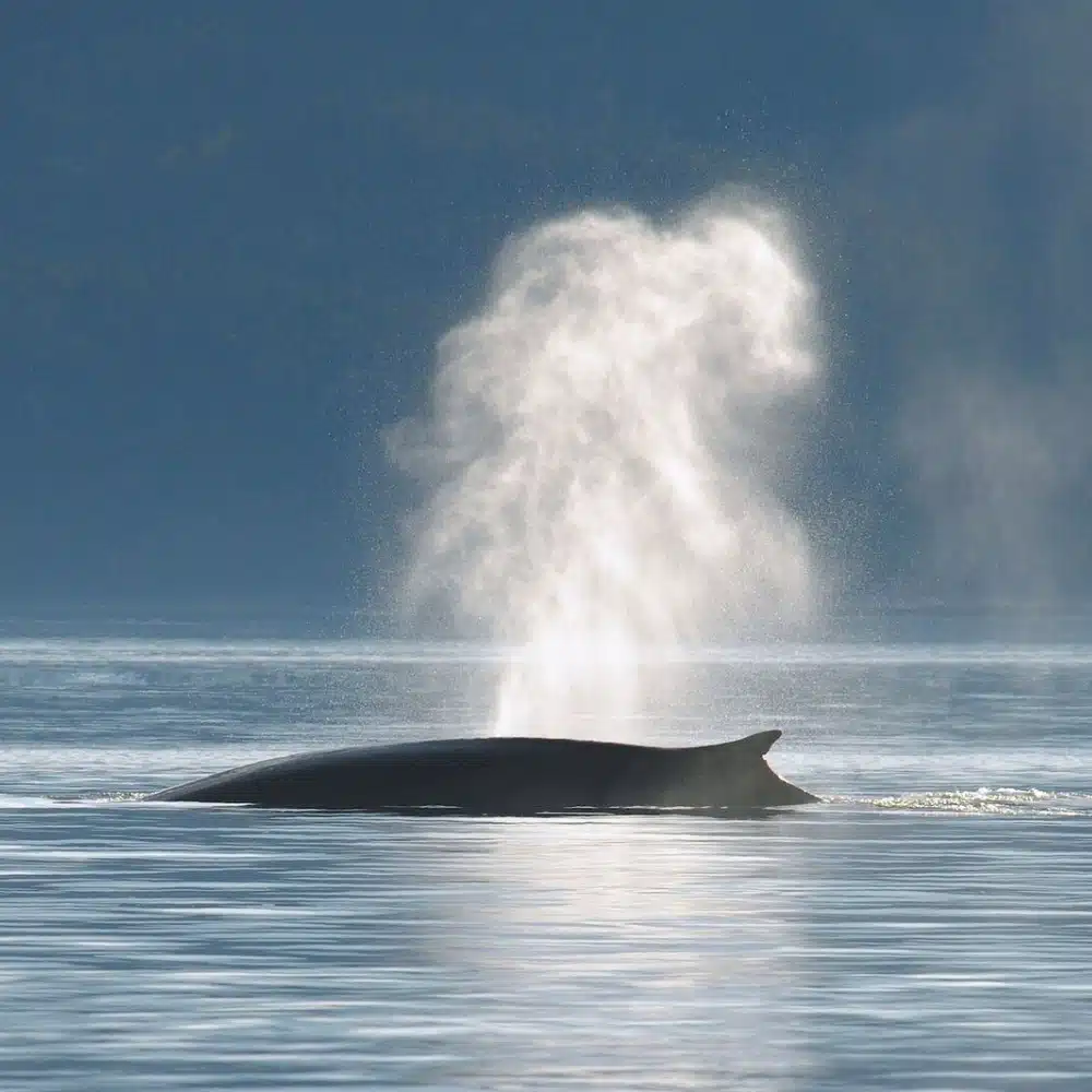 baleine à Tadoussac au Canada
