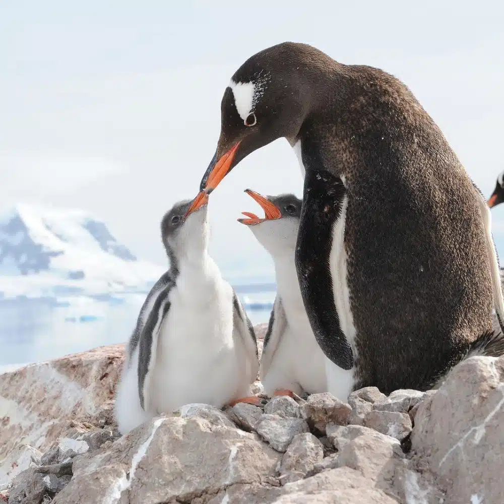 Manchot papou nourissant son poussin en Antarctique