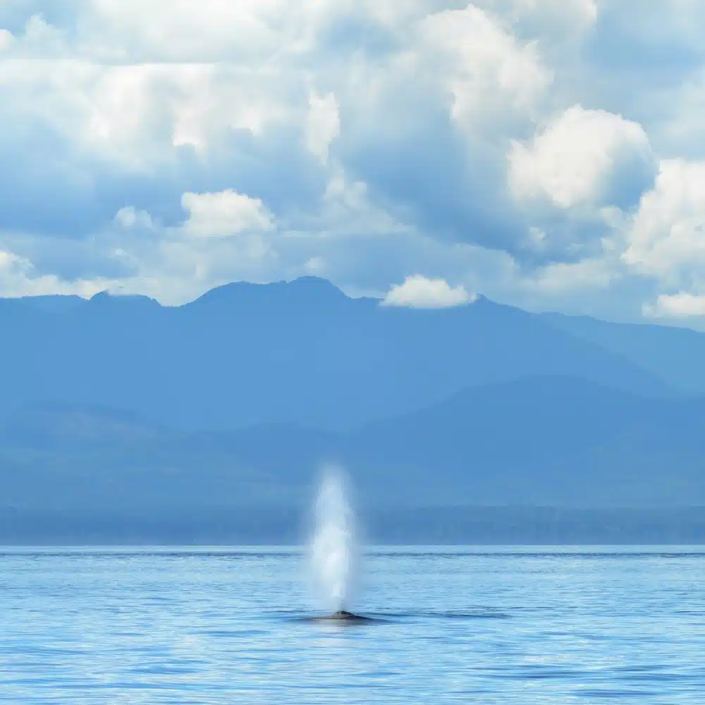 souffle de baleine au Nunavut, Canada