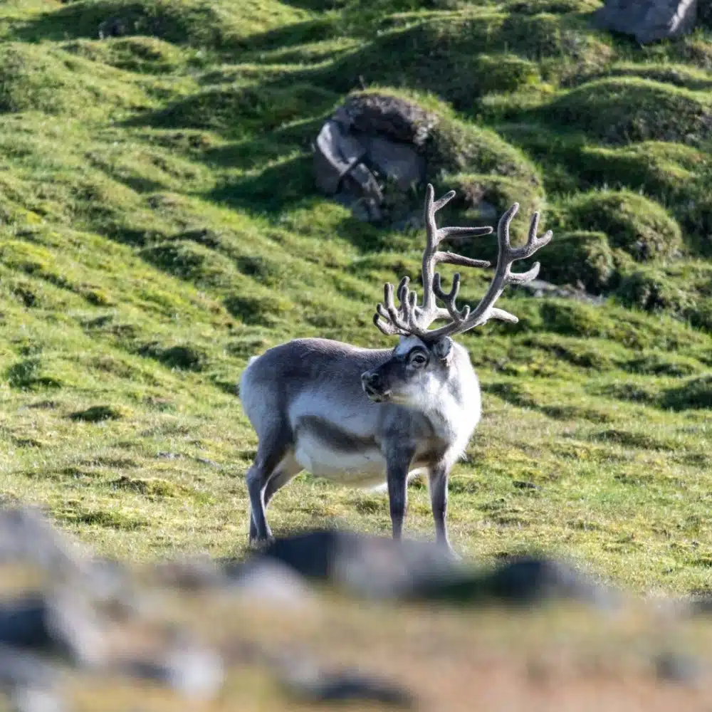 voyage-norvege renne du Svalbard en Norvège