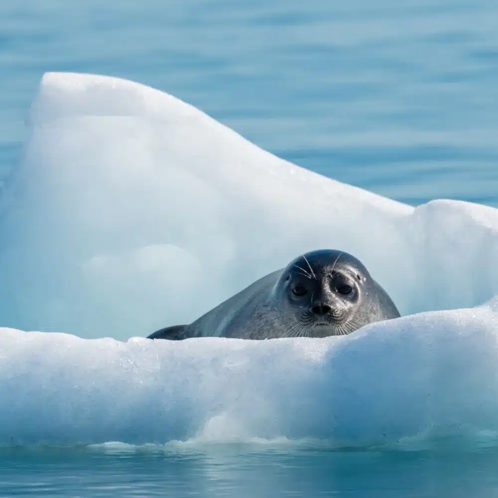 voyage-au-groenland Voyage au Groenland