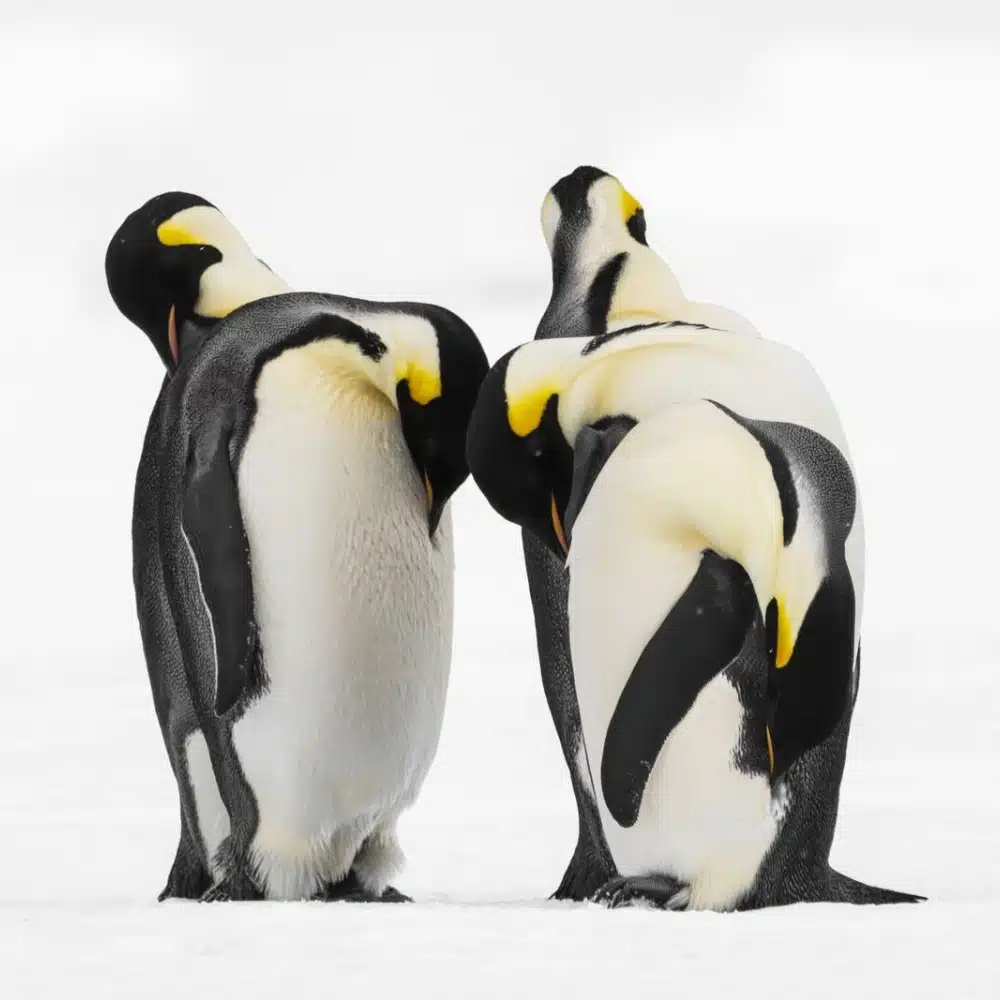 voyager-antarctique Manchots empereurs en Antarctique