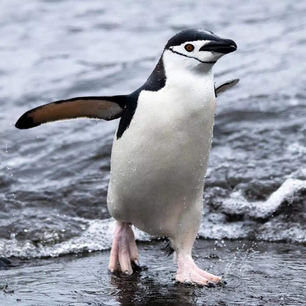 voyager-antarctique Manchot à jugulaire, îles Aitcho, Antarctique