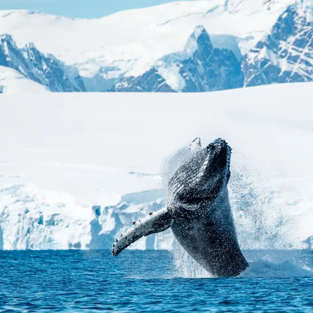 voyager-antarctique baleine en plein saut en Antarctique