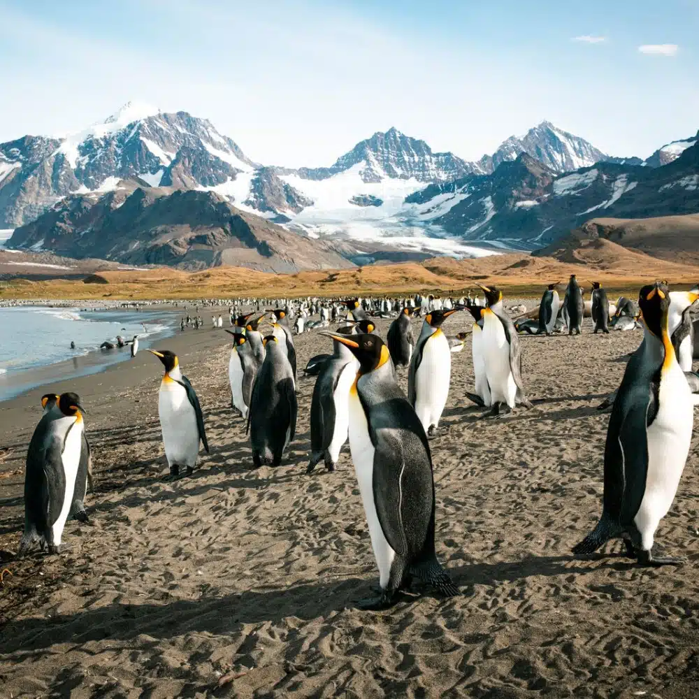 voyager-antarctique Manchots royaux sur une plage de sable noir et montagnes au sommets enneigées en arrière-plan, dans les îles Malouines