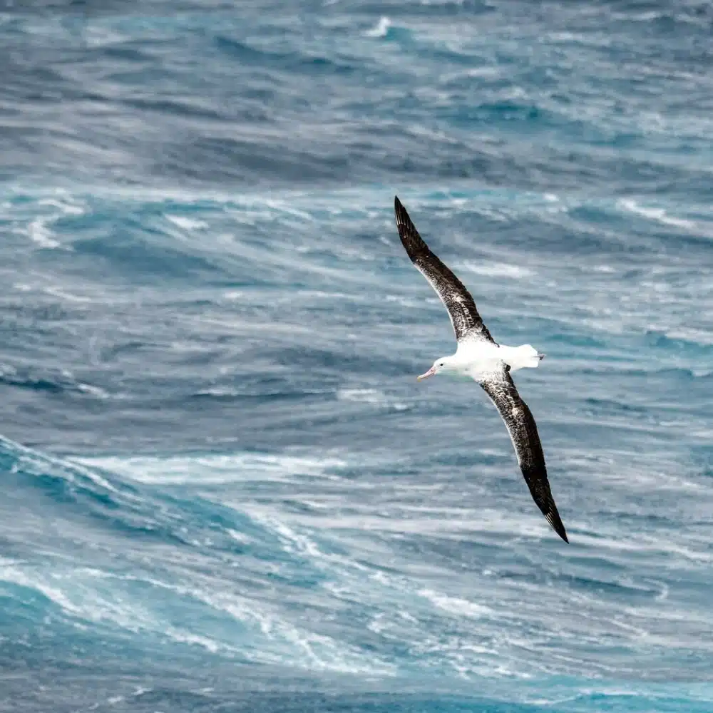 voyager-antarctique Albatros hurleur, survolant le passage de Drake en Antarctique