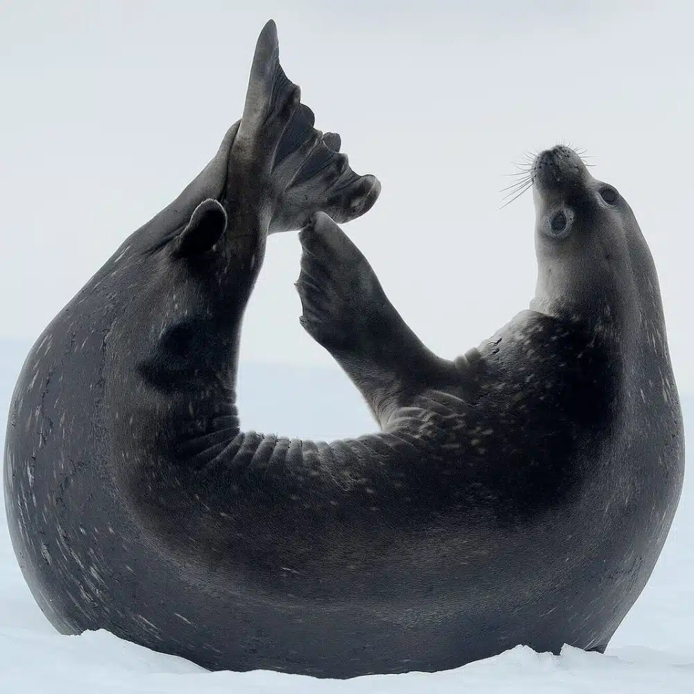 voyager-antarctique Phoque commun à Portal Point, péninsule Antarctique