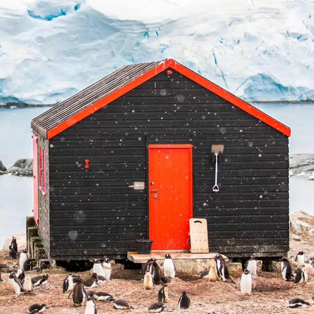 voyager-antarctique Manchots papous autour du bureau de poste de Port Lockroy en Antarctique