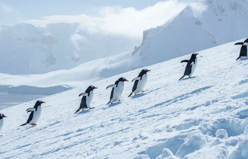 image-une Manchots papous sur l’île Danco, en Antarctique