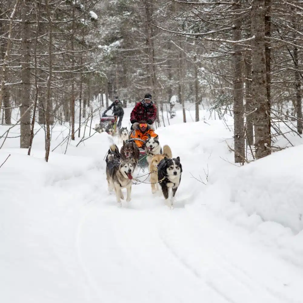 travelling-arctic Dog-sledding in Saguenay Fjord in Quebec, Canada