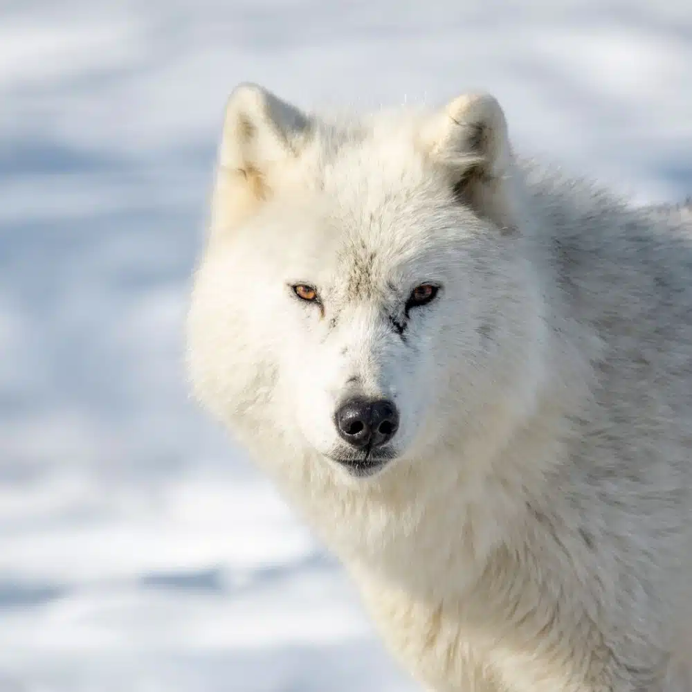 travelling-arctic An Arctic fox in Canada