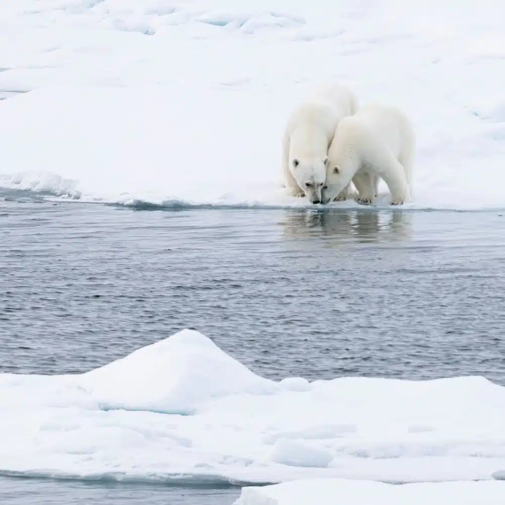 travelling-arctic A polar bear and her cub drink from a pool in the pack ice