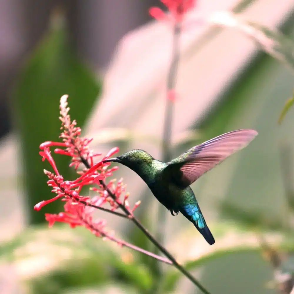 faune-costa-rica Observing animals in Costa Rica: hummingbird in flight gathering pollen from a flower