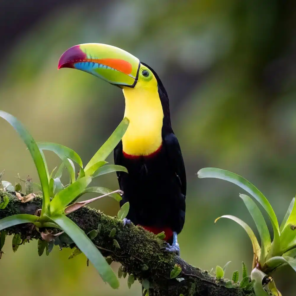 faune-costa-rica Watching Costa Rica's Animals: Keel-billed toucan