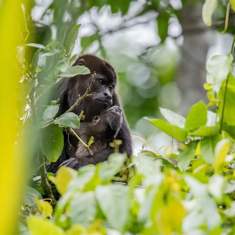 faune-costa-rica Observing animals in Costa Rica: howler monkey and baby in foliage