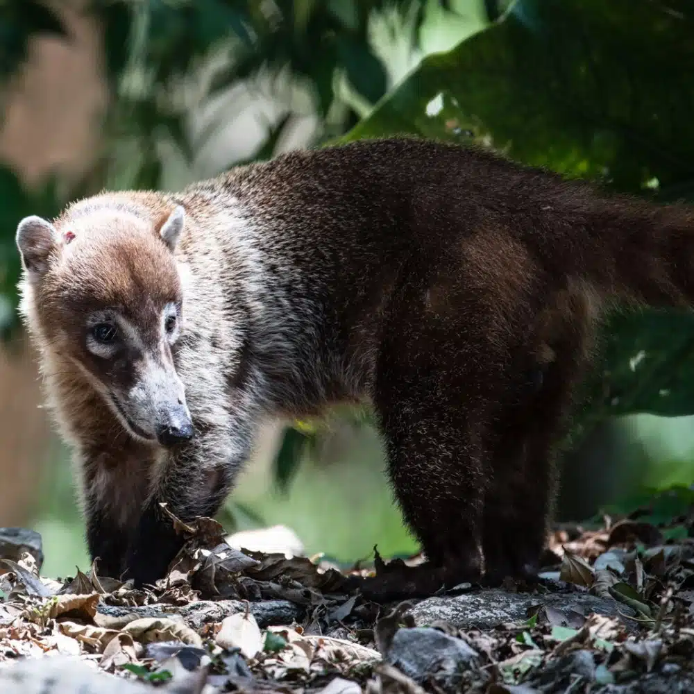 faune-costa-rica Observing animals in Costa Rica: coati on the ground