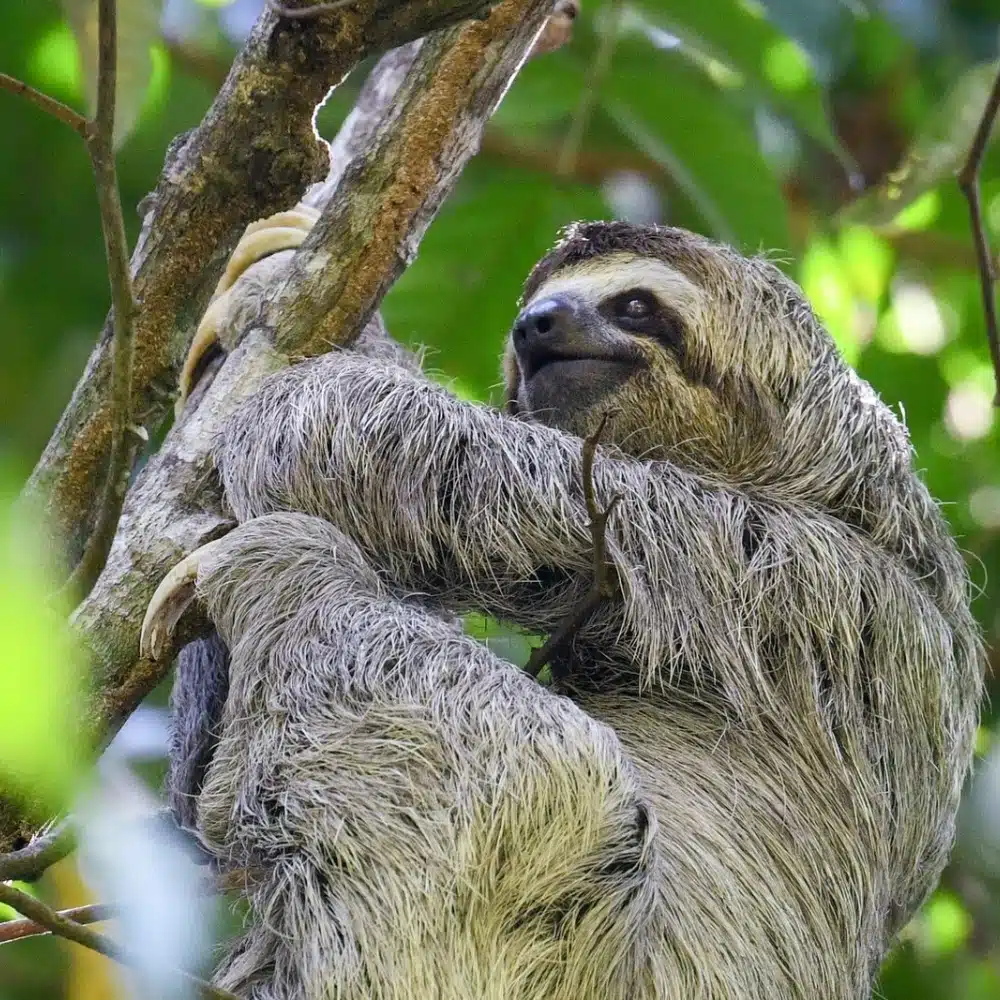 faune-costa-rica Observing animals in Costa Rica: a sloth hanging from a branch