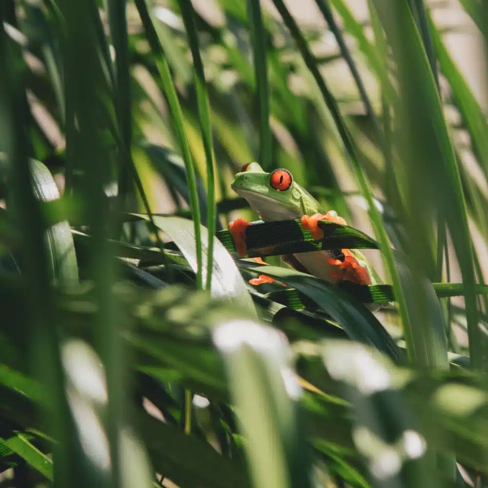 faune-costa-rica Observing animals in Costa Rica: a red-eyed tree frog in tall grass